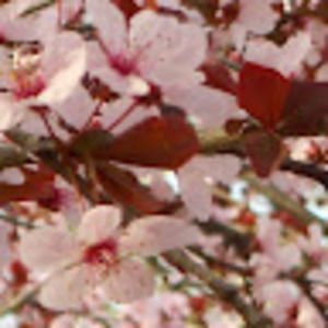 Meet your Posher, Lea